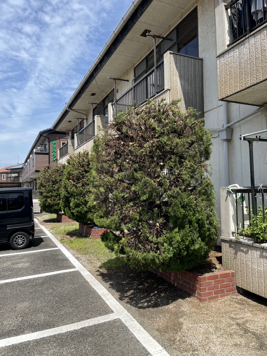 アパート内の木の剪定　伐採　倉敷市沖新町